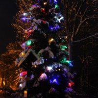 Fotografie alba Rozsvícení vánočního stromu 2017
